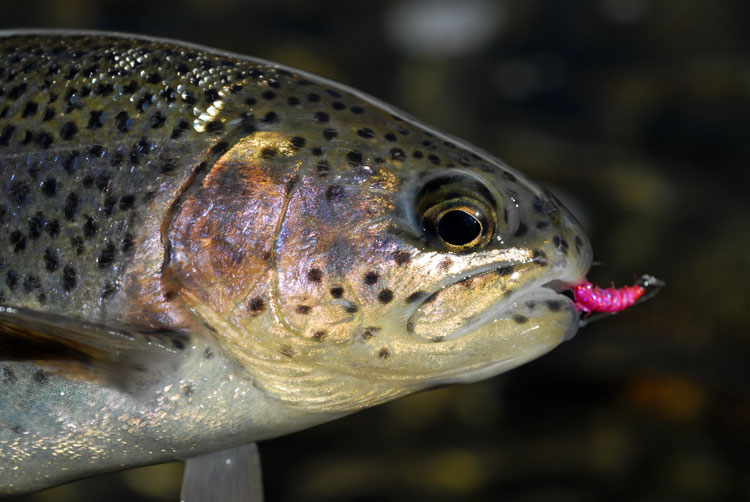 Hot pink Czech nymphs proved very productive for luring and catching Kern River raimbows