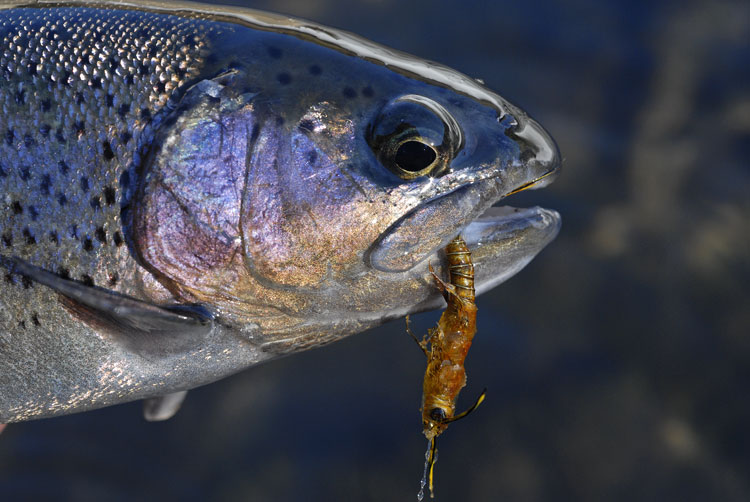 catch and release fly fishing on the Kern River