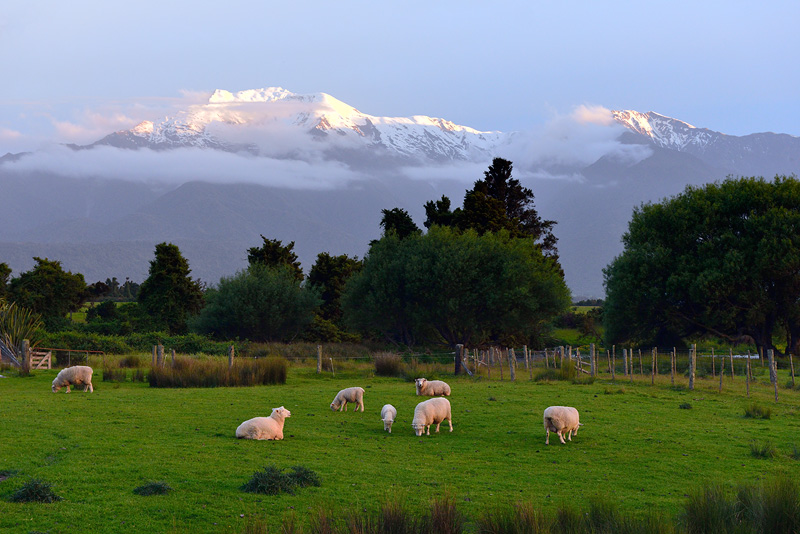 Grazing sheep and snowcapped mountain view from the back deck of my rental cottage 