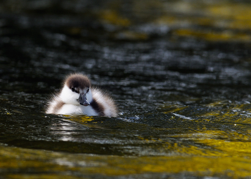 Baby Paradise duckling close up photo 