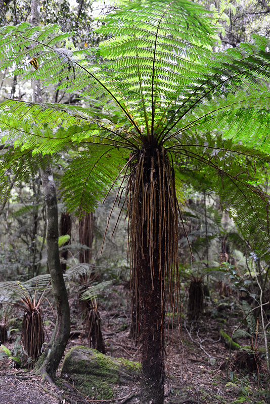 New Zealand fern trees 