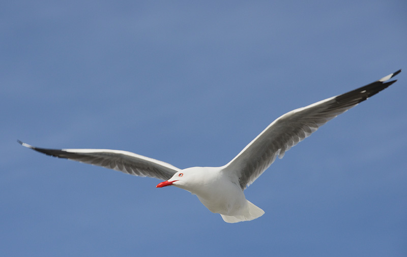 New Zealand gull in flight with pretty red eyelids and bill 