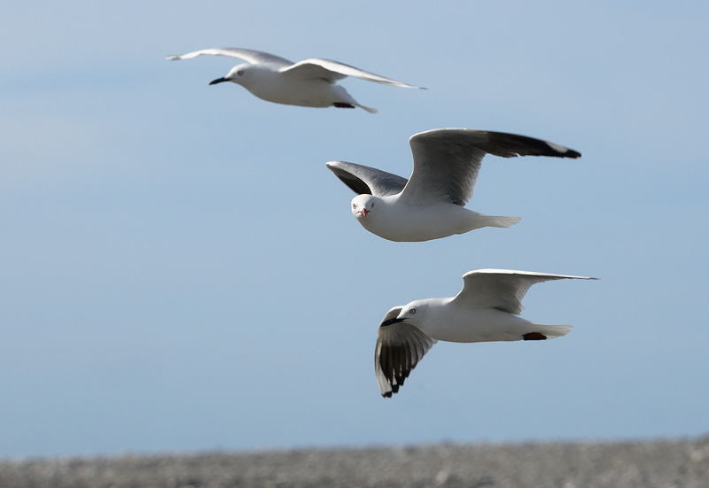 Three young gulls in playful flight 