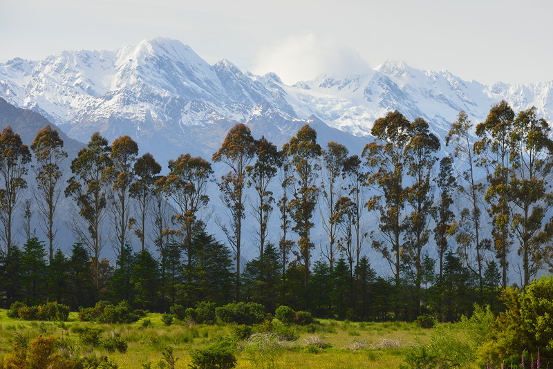 Eucalyptus trees and snowcapped peaks, an unusual combination 