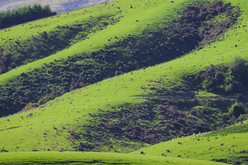 New Zealand green hillsides dotted with sheep 