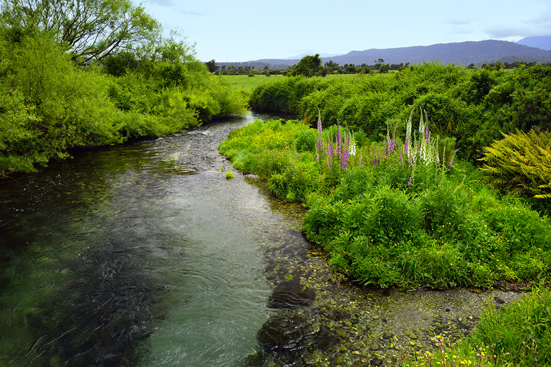 New Zealand spring creek flows through an idyllic scene with spring wildflowers in the mix 
