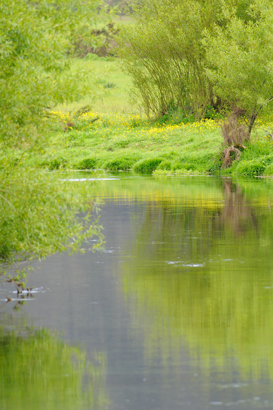 Spring foliage reflected upon a New Zealand spring creek trout stream 