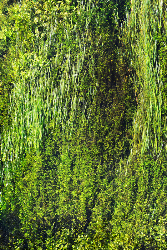 submerged underwater trout stream foliage