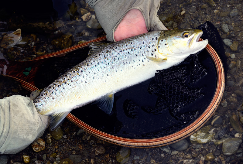 Silvery brown trout caught and released in salty water by the Tasman Sea