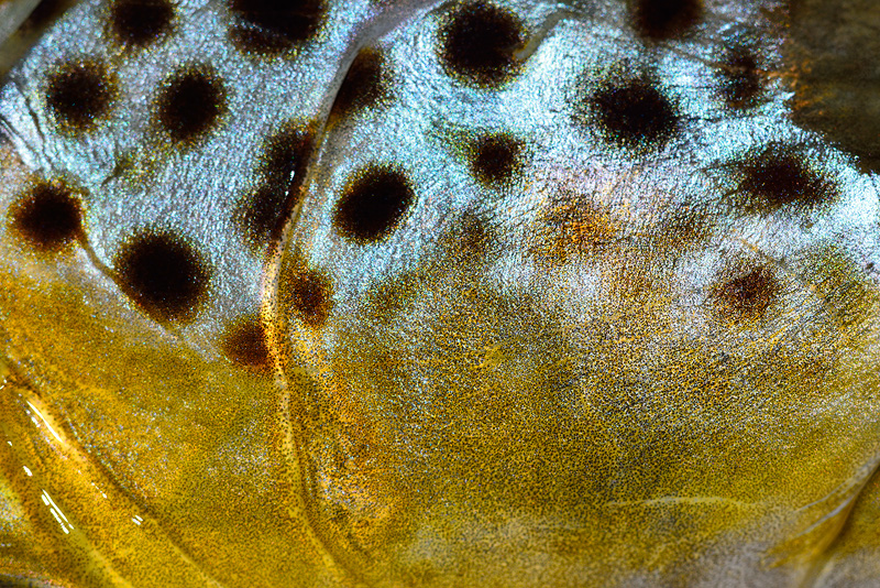 Macro close up photo of brown trout cheeks with glowing blue halos around the spots 