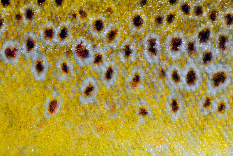 glowing New Zealand brown trout scales close up macro photo