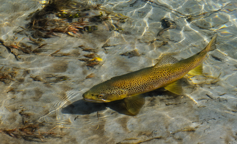 Brown trout swimming the shallows 