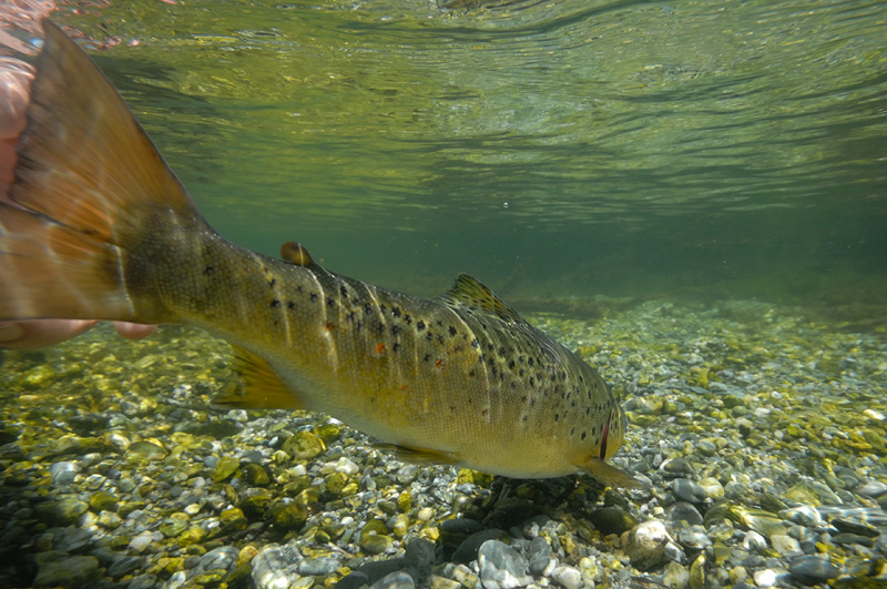 Underwater photograph of a brown trout being released 