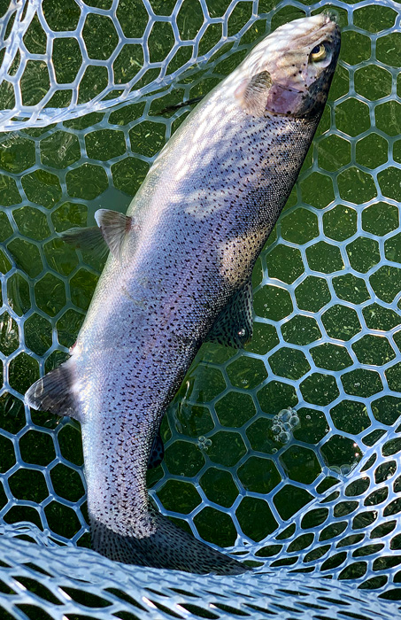 another rainbow trout