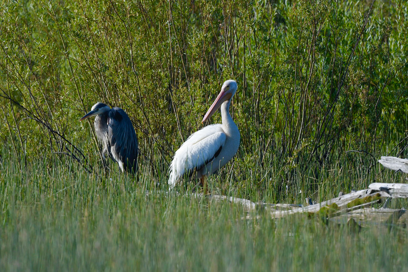 Great Blue Heron and a White Pelican