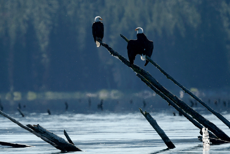 Pair of Bald Eagles sunning their wings to warm up