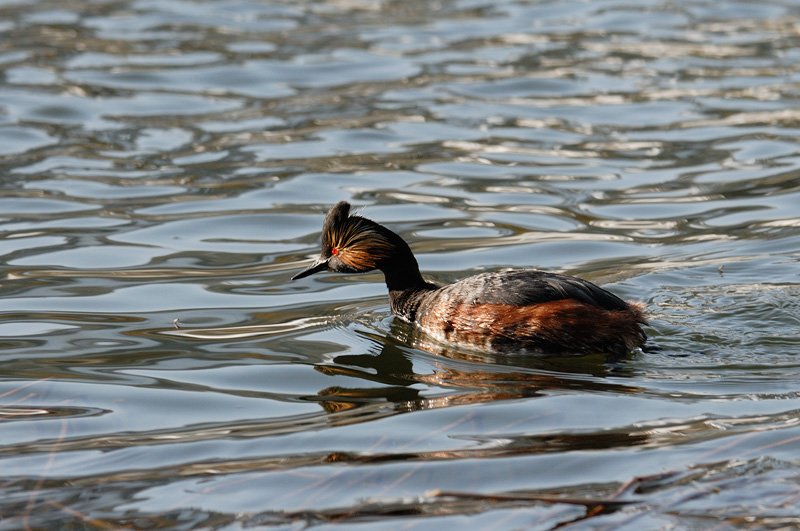 Eared Grebe with breeding plumage