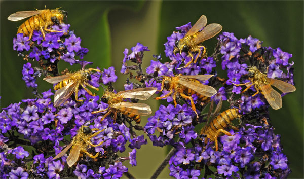 Swarm of fake realistic bees on purple flowers