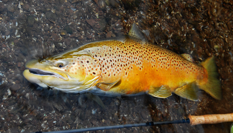 Beautiful orange colored brown trout