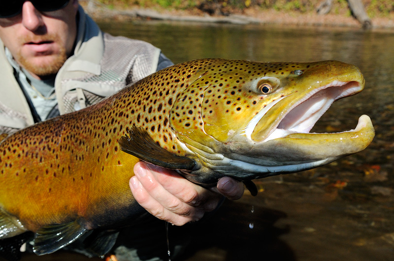 huge trophy brown trout