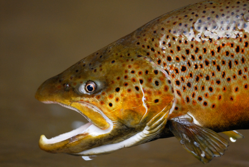 male brown trout with a deer in headlights look