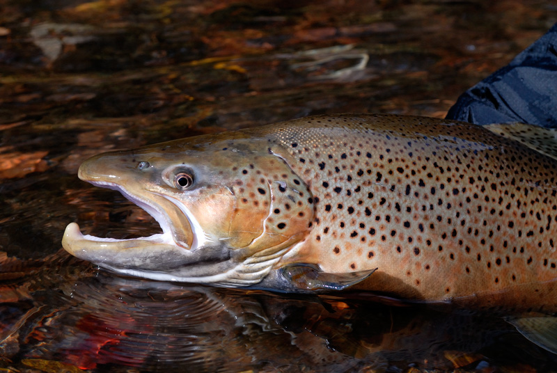 brown trout in a stream of fallen leaves