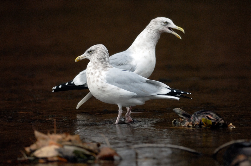 Gulls feasting on dead salmon in upstate New York