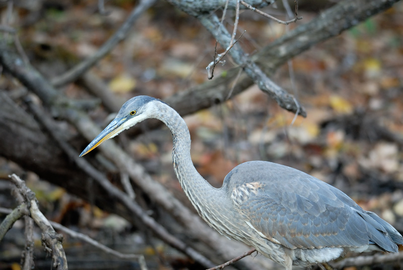 Great Blue heron in upstate New York