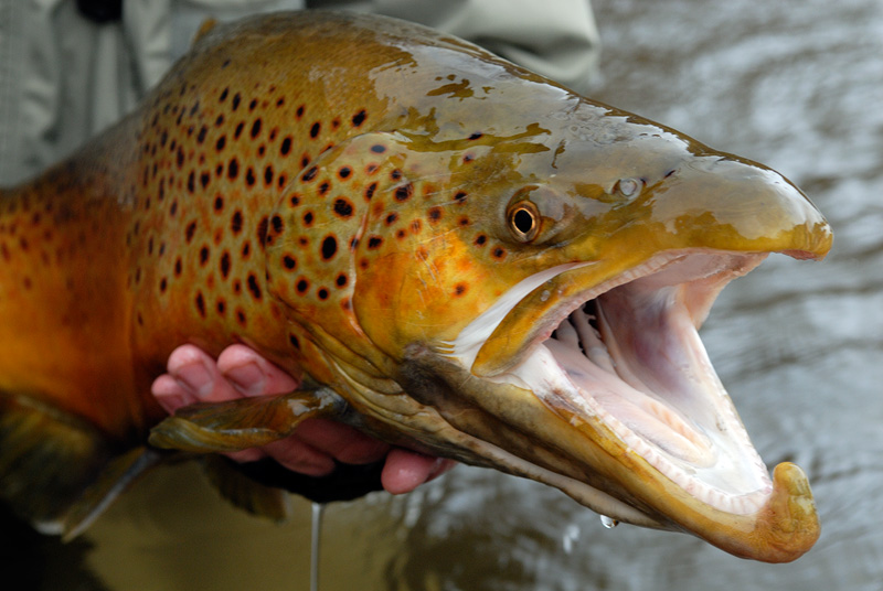 A huge hook jawed male brown trout