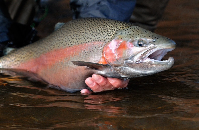 pretty rainbow trout