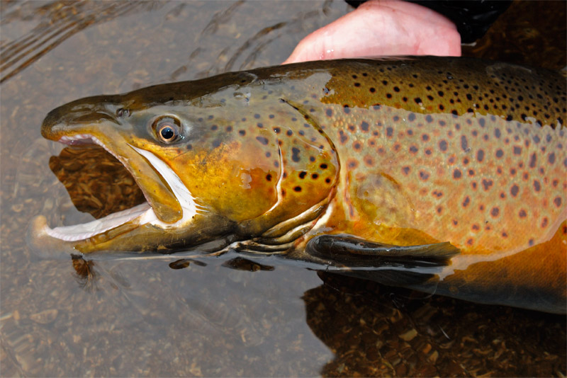 fly fishing for brown trout is a blast