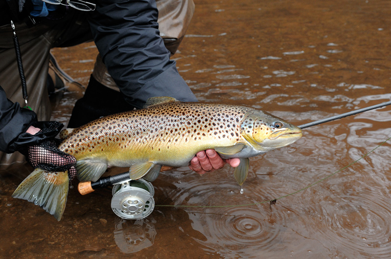 Beautiful female brown trout