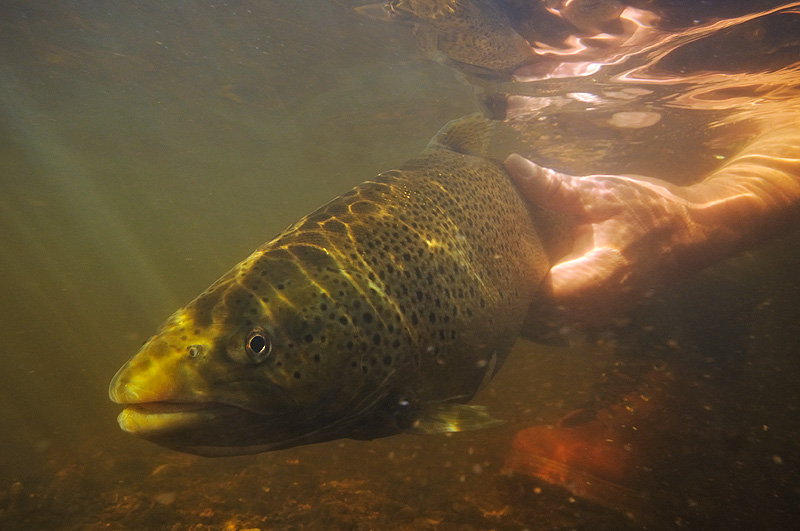 under water fly fishing photography, brown trout release