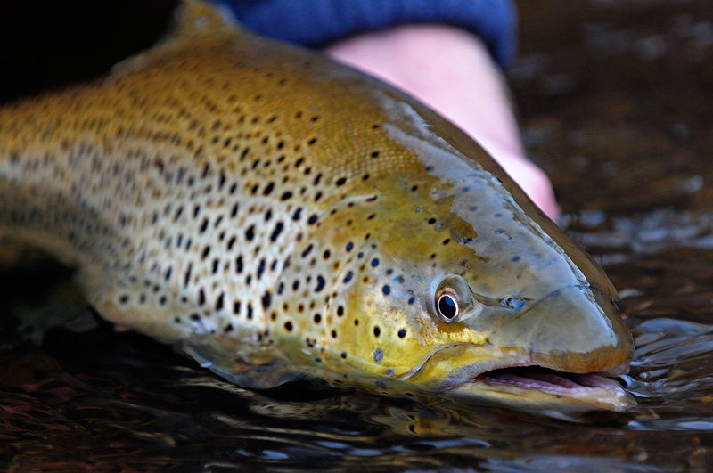 A close up photo pf a gorgeous female brown trout