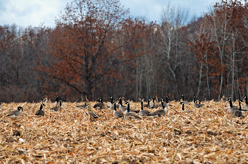 A flock of Canada Geese in a corn field