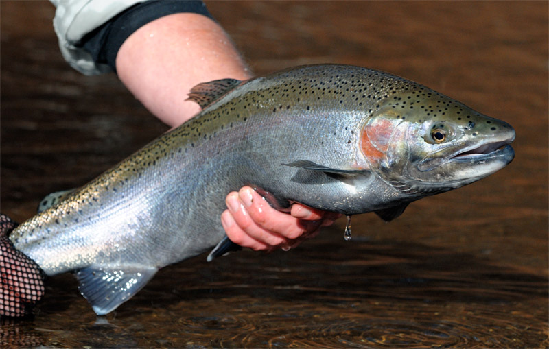 a gorgeous chrome steelhead rainbow trout