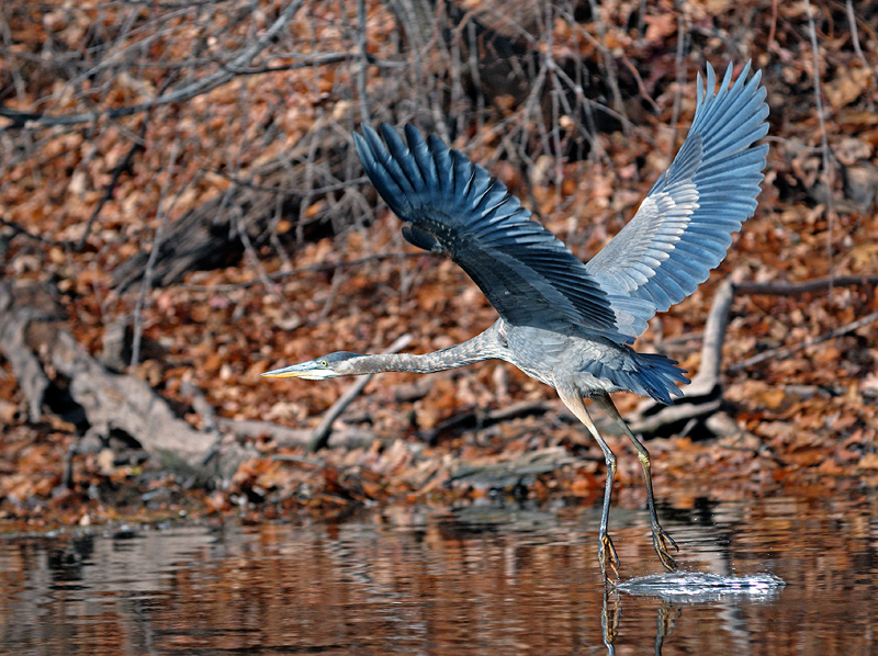 great blue heron flying over the trout stream