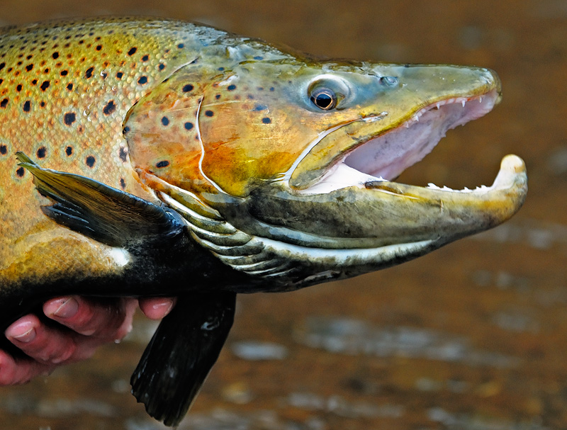close up photo of a huge male brown trout head, a horizontal crop from a vertical photo, the only cropped image on this web page