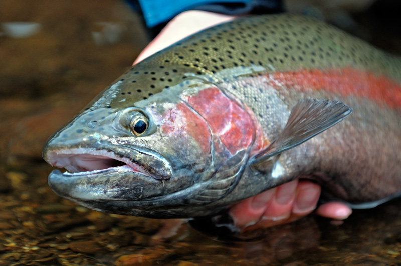 Steelhead rainbow trout portrait