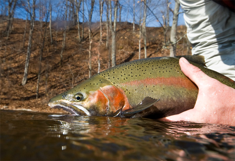 A nice view of a gorgeous rainbow trout