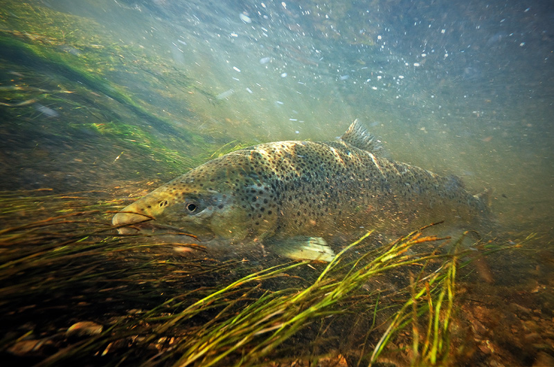 underwater brown trout photo