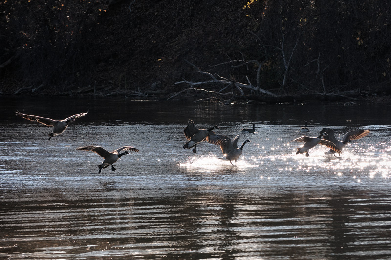 Canada Geese dancing in sunset light upon the water