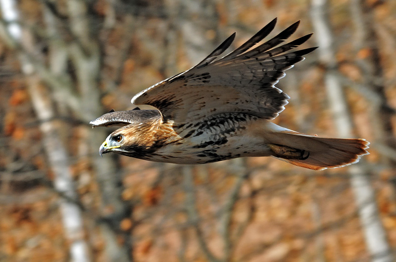 Red-tailed hawk swooping in for the kill