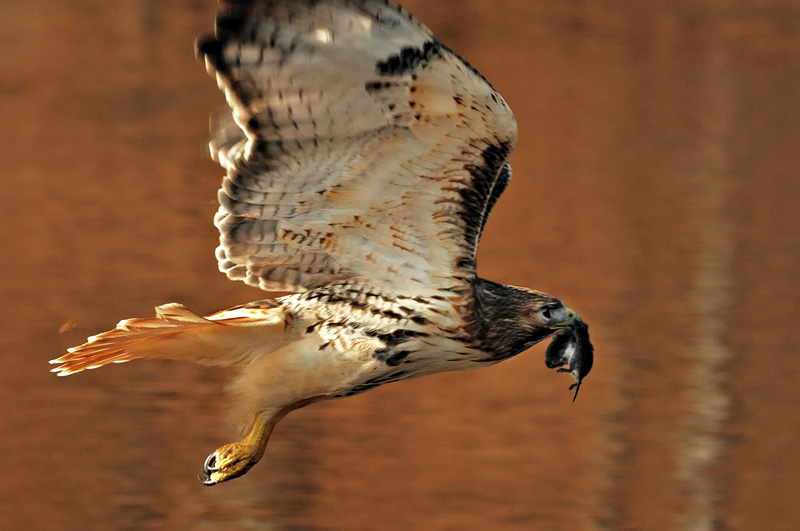 Red-tailed hawk flying over a river with a mouse