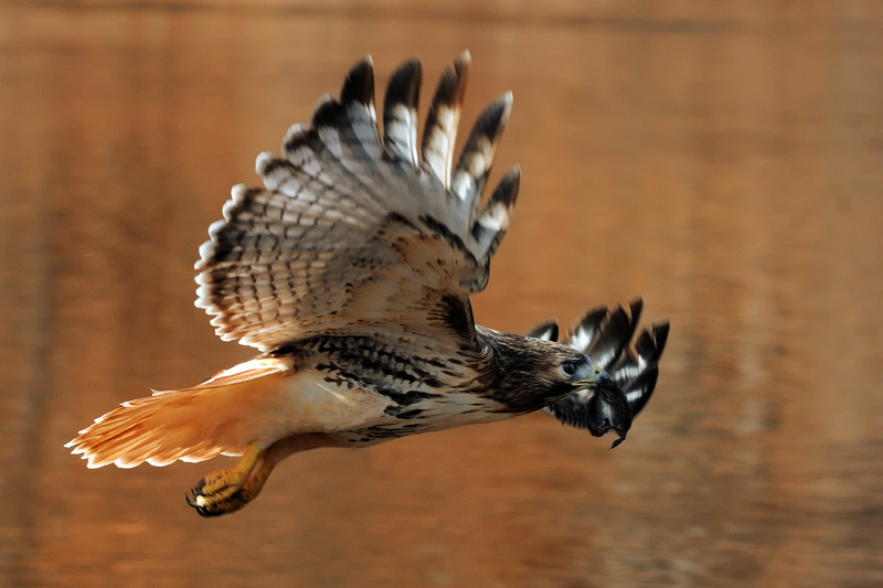 Hawk in flight with prey