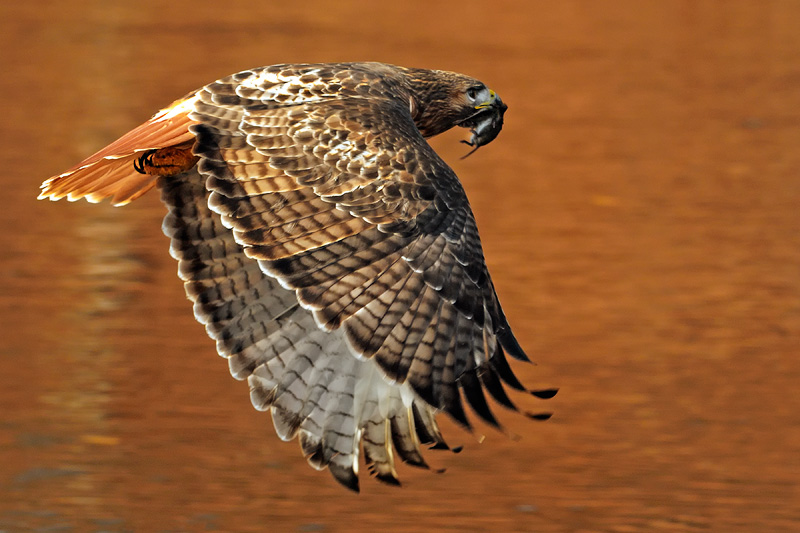 Beautiful Hawk in flight over a river reflecting autumn foliage color