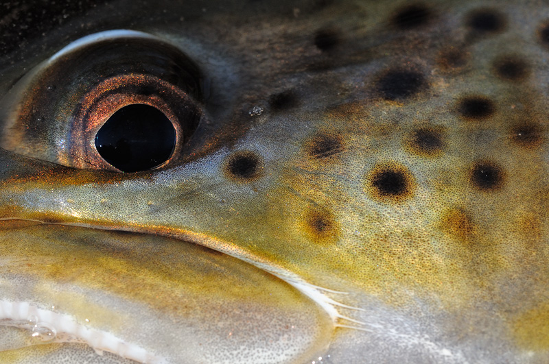 female brown trout face close up pic