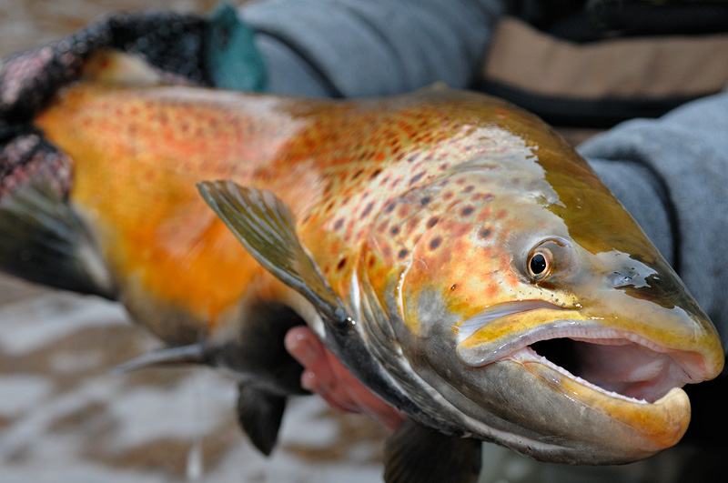 Brilliant orange colored brown trout