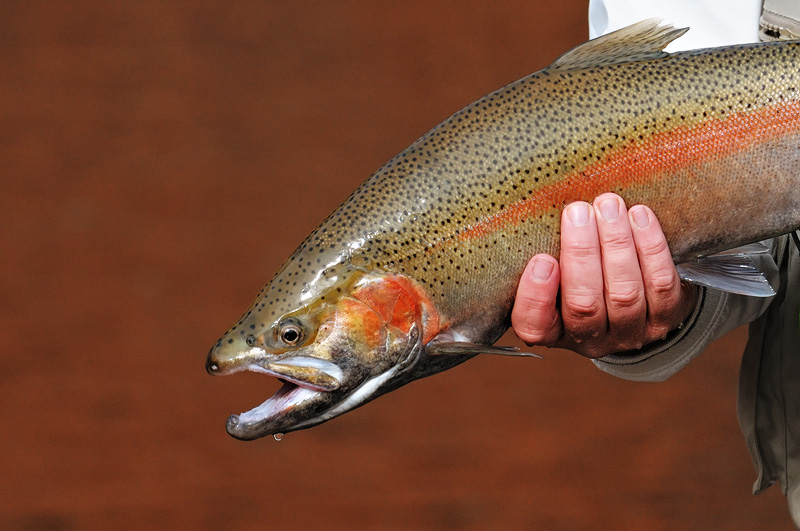 Beautiful rainbow trout photographed with a 300mm lens