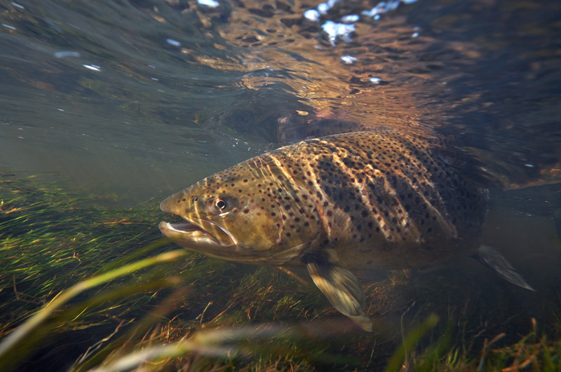 Underwater view of a pretty trout stream and large female brown trout